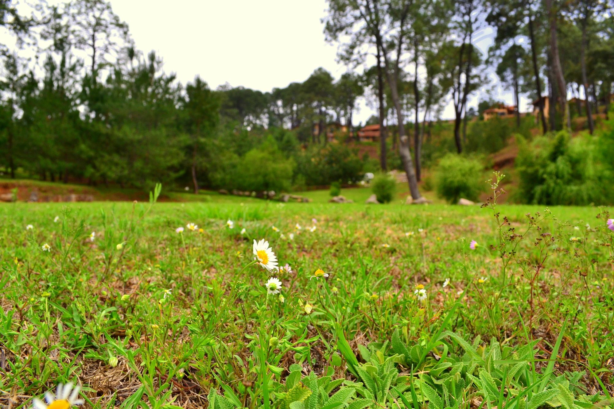 Bosque Escondido Hotel Mazamitla Luaran gambar